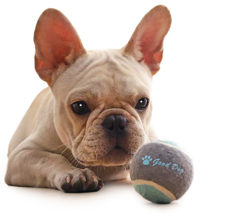 Купить Xiaomi Youpin Little Beast Star Dog (XT32-5001)